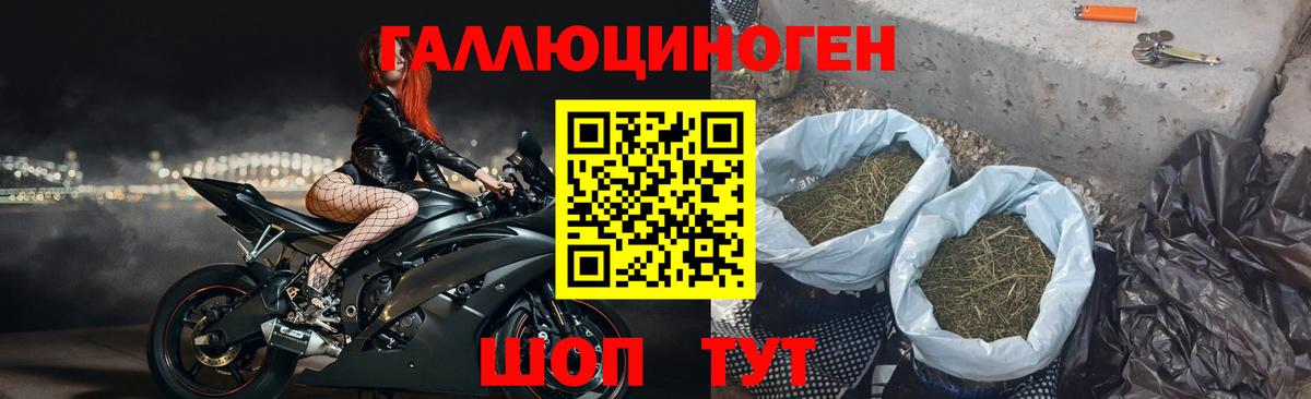 Псилоцибиновые грибы Psilocybine cubensis Майский